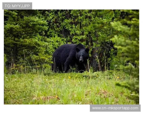 男孩机智装死，逃脱黑熊攻击，男孩智斗大黑熊